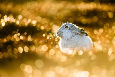 wildlife-british-photography-awards-13.jpg