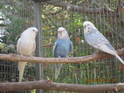 A few of my pretty little budgies